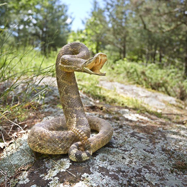 The Difference Between a Black Snake & a Racer | Sciencing