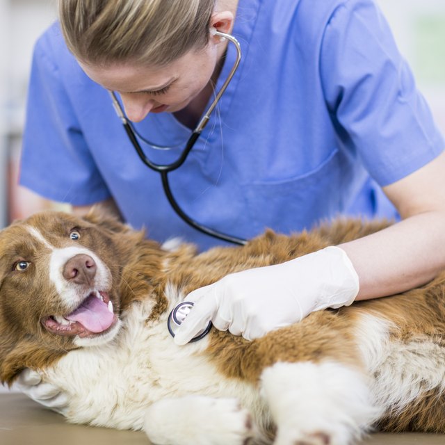 vet-services-physical-exam-of-pet-vaccinations-royal-dog-academy