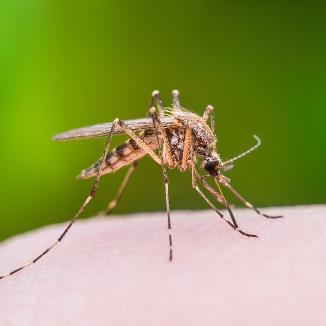 Difference Between A Male Mosquito And A Crane Fly Sciencing