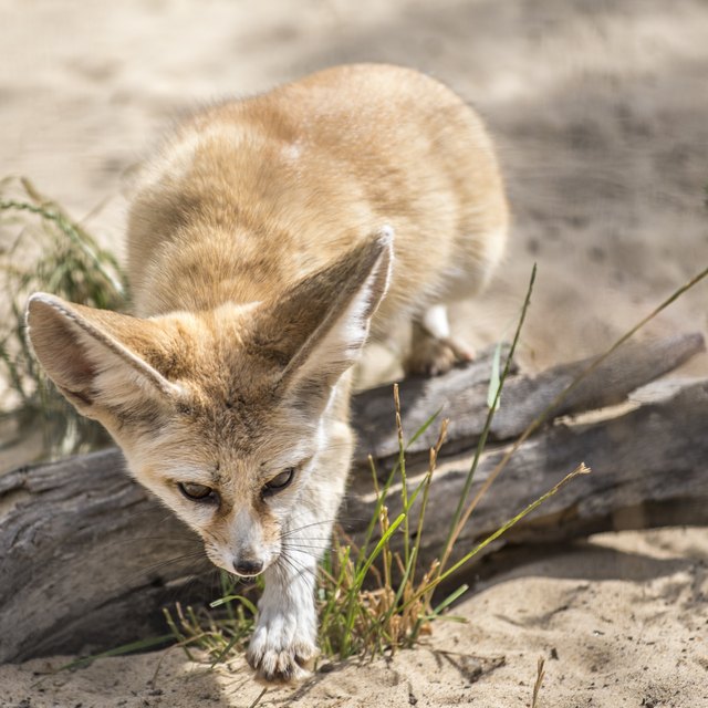 Plants & Animals of the Southwestern Desert Sciencing