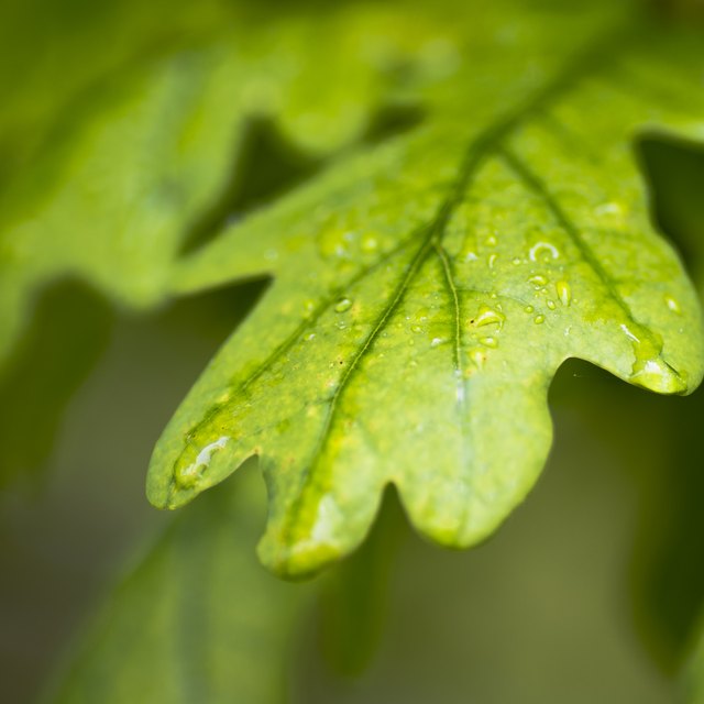 Cedar Tree Identification | Sciencing