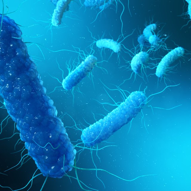 how-do-organelles-work-together-for-the-cell-to-function-how-four