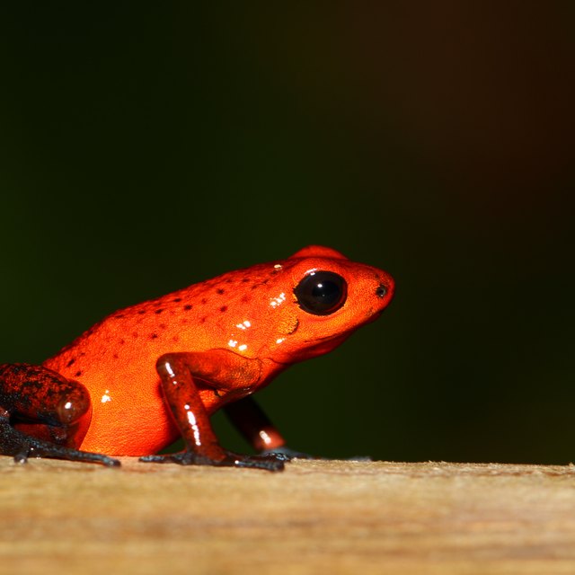 Salamander Characteristics | Sciencing