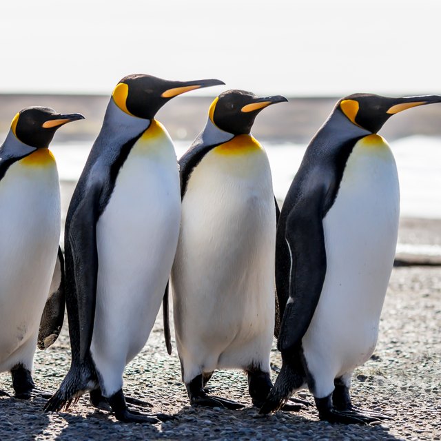 How Do Emperor Penguins Defend Themselves? | Sciencing