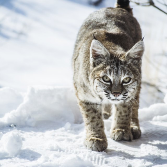 Facts on Wild Bobcats in Florida | Sciencing