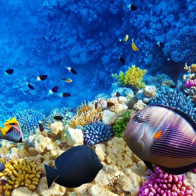examples of mutualism in coral reefs
