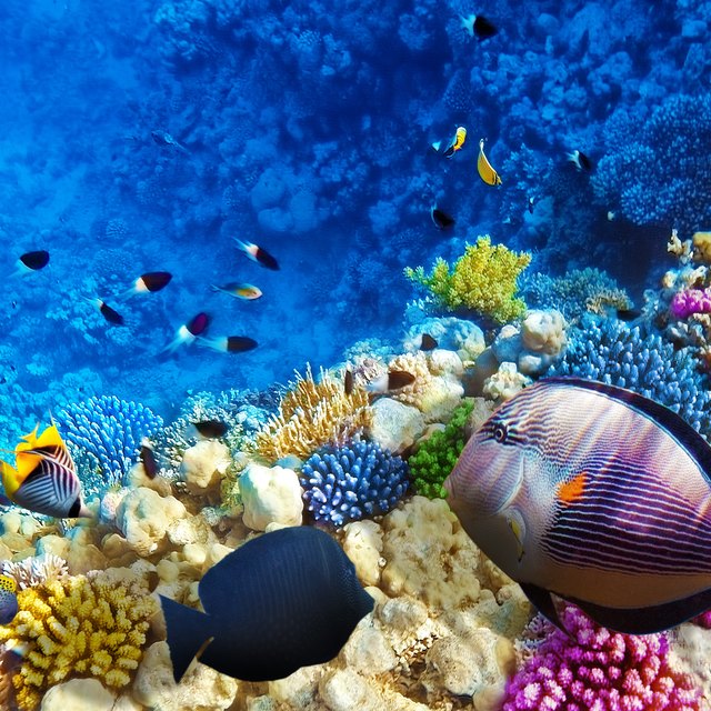 examples of mutualism in the great barrier reef