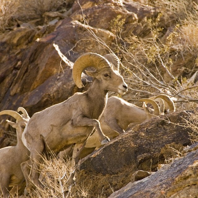 Endangered Plants & Animals List Sciencing