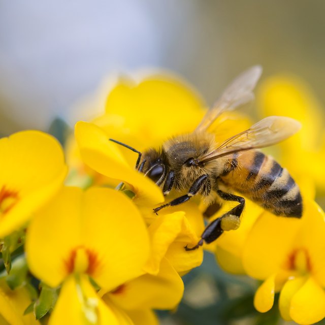 How to Make Honey Bee Pheromones | Sciencing