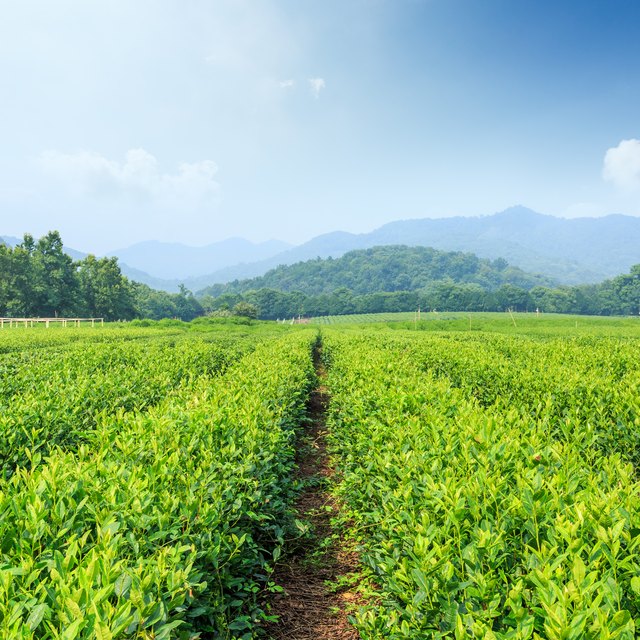 How Do Plant Cells Obtain Energy? Sciencing