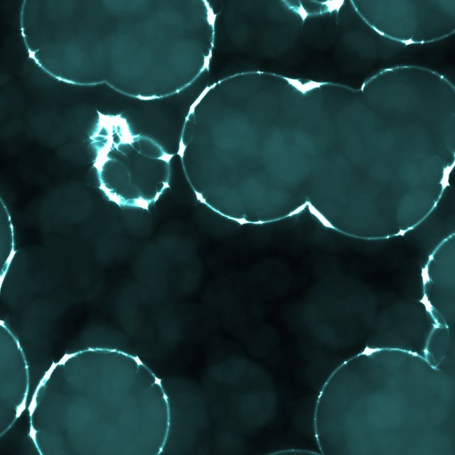 List of SingleCell Organisms Sciencing