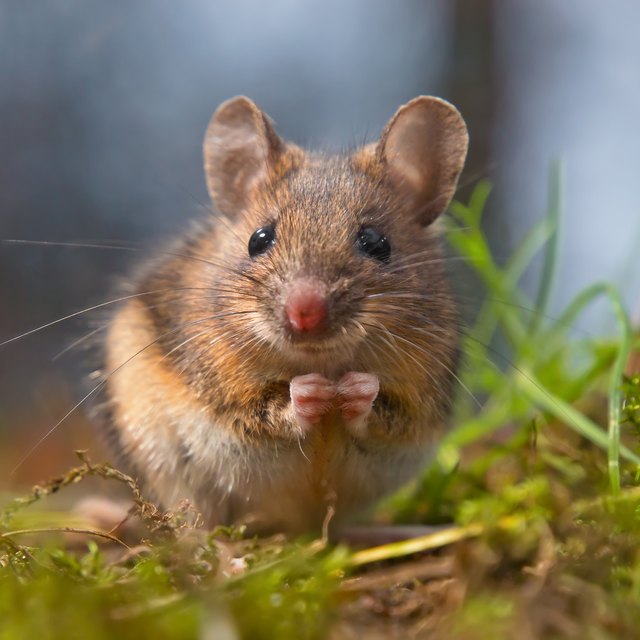 What Types of Foods Do Squirrels Eat? Sciencing
