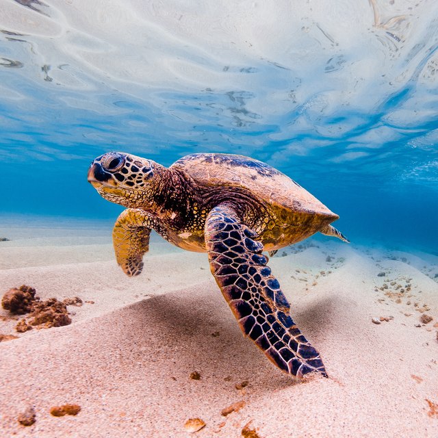 How Have Plants Adapted to the Coral Reef to Survive? | Sciencing