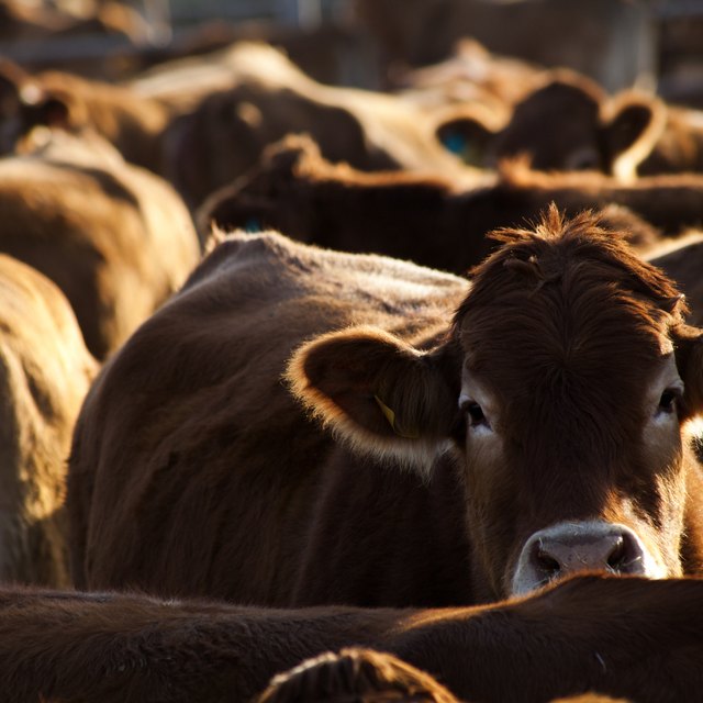 difference-between-1st-2nd-3rd-level-consumers-in-a-food-web-sciencing