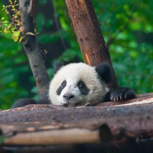 Why Are Pandas Endangered Animals? | Sciencing