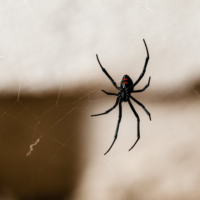 how-to-identify-spiders-found-in-indiana-sciencing