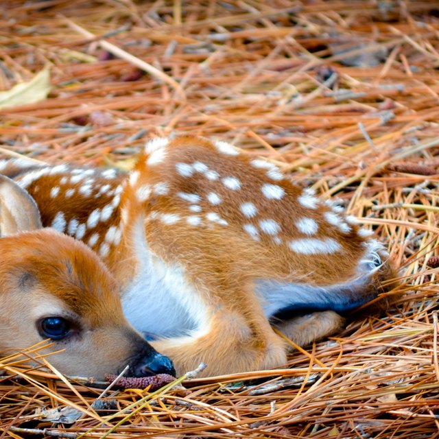 How to Identify a Female Deer | Sciencing