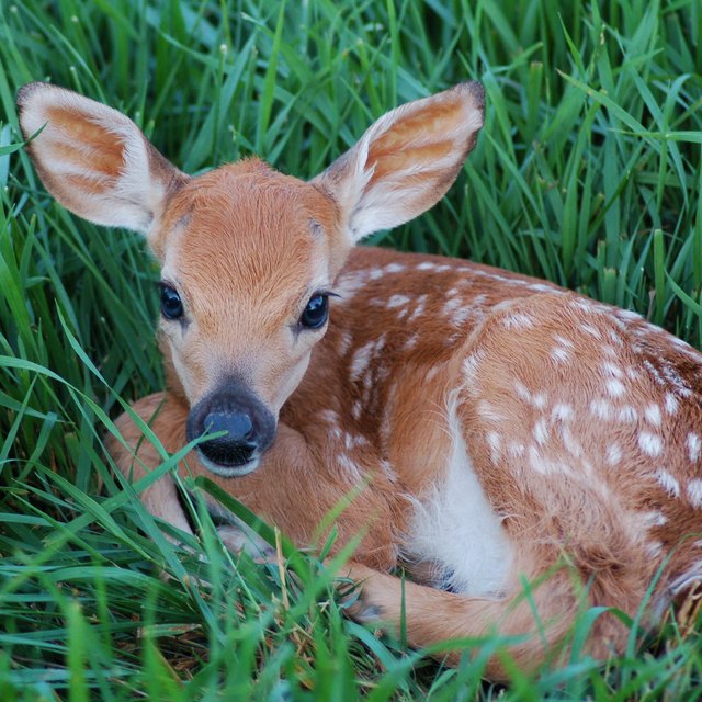 how-to-identify-a-female-deer-sciencing