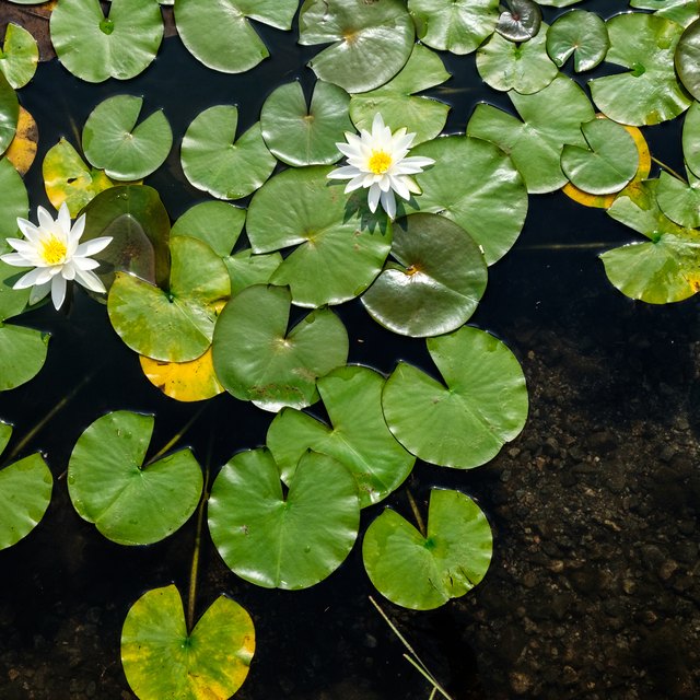 water-lily-adaptations-sciencing