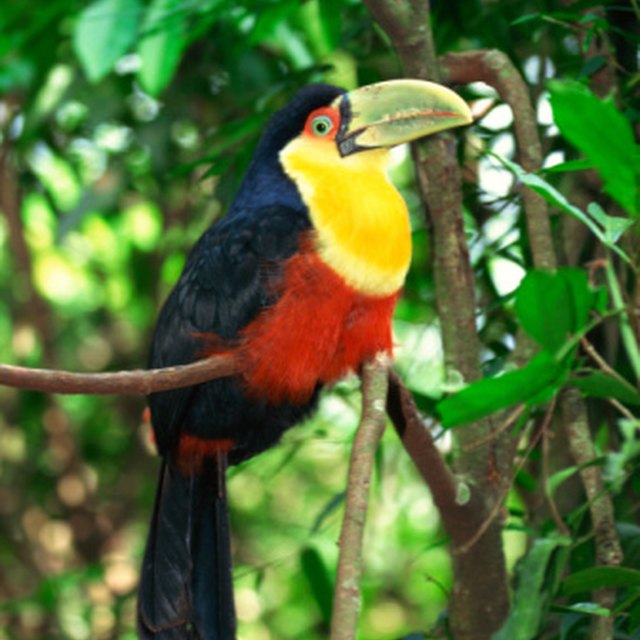 What Eats Plants In The Rainforest