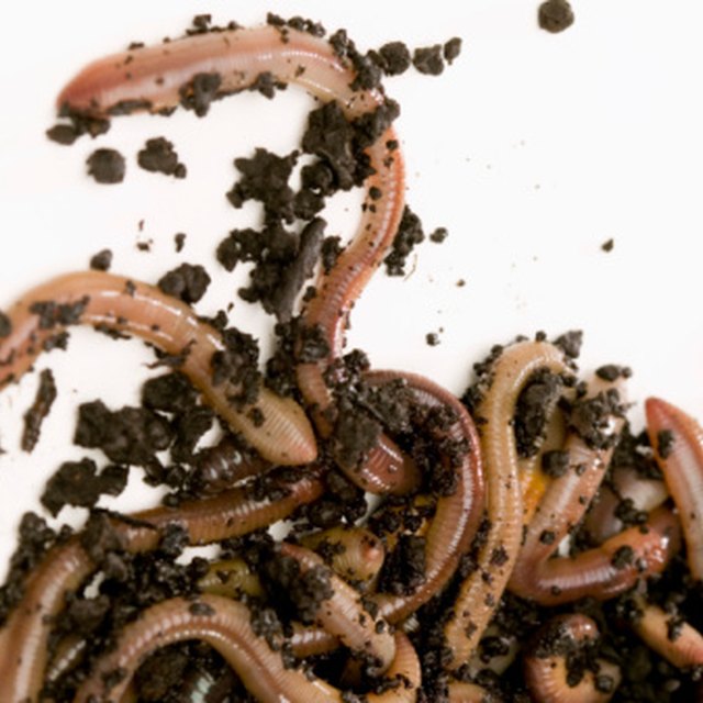 Earthworm Phylum Characteristics | Sciencing