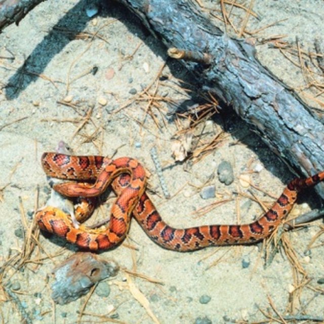 Pics Of Oklahoma Snakes