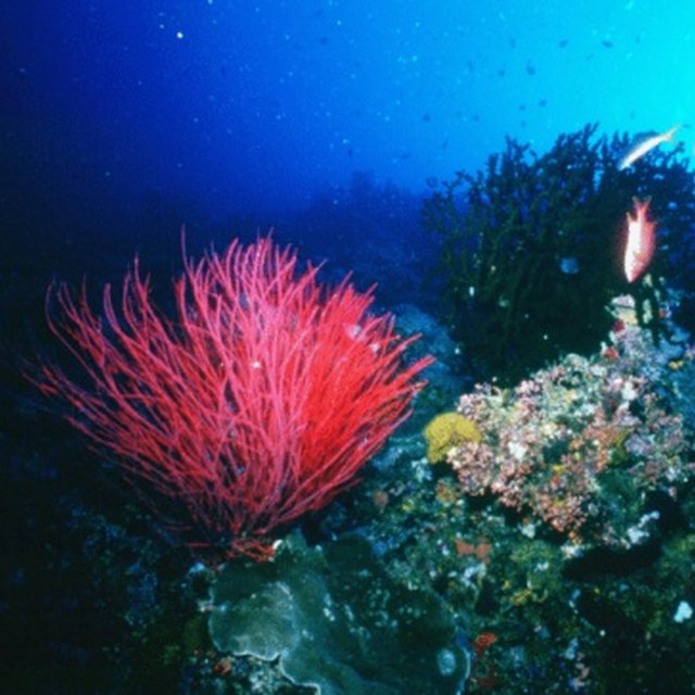 what-plants-live-in-the-atlantic-ocean-sciencing