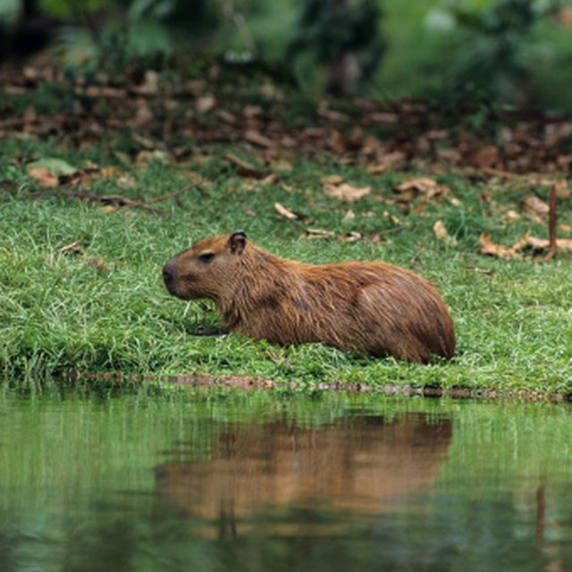 What Types of Animals in the Tropical Rain Forest Are