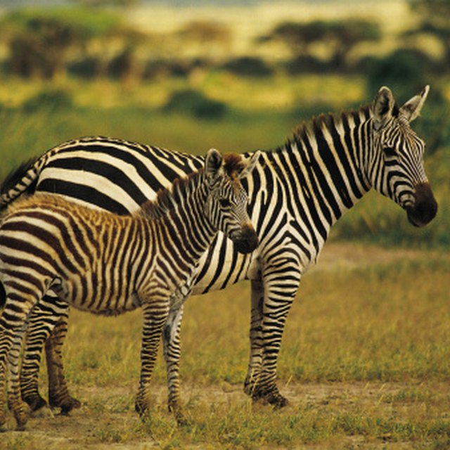 Characteristics of a Zebra | Sciencing