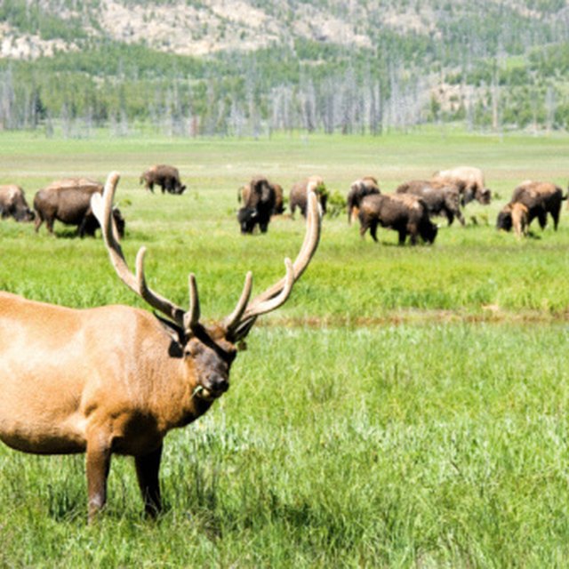 plants-animals-that-lewis-clark-discovered-in-the-louisiana