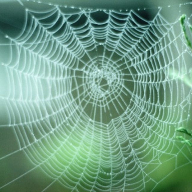 Types of Spiders: Black With White Dots | Sciencing