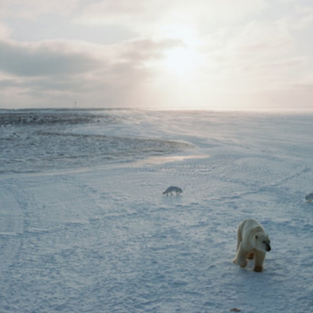 What Is the Weather Like in a Tundra? | Sciencing