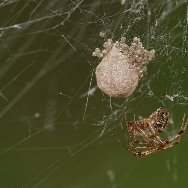 How to Identify Spider Egg Sacs Sciencing