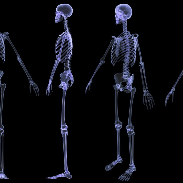 How to Determine the Age of a Skeleton | Sciencing