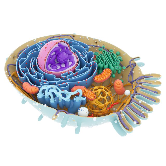 What Is an Organelle in a Cell? | Sciencing