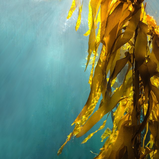 List of Underwater Ocean Plants Sciencing
