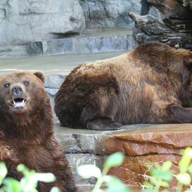 do grizzly bears hibernate in alaska