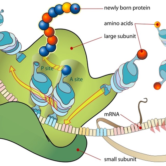 What Are the Benefits of Ribosomes? | Sciencing
