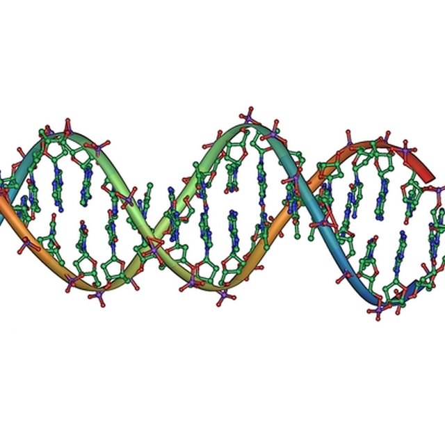 compare-and-contrast-dna-and-rna-sciencing