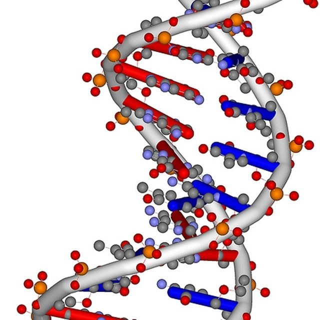 The Three Ways That a Molecule of RNA Is Structurally Different From a ...