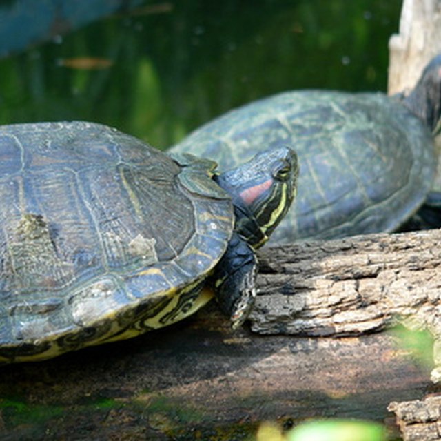 How to Identify Florida Land Turtles | Sciencing