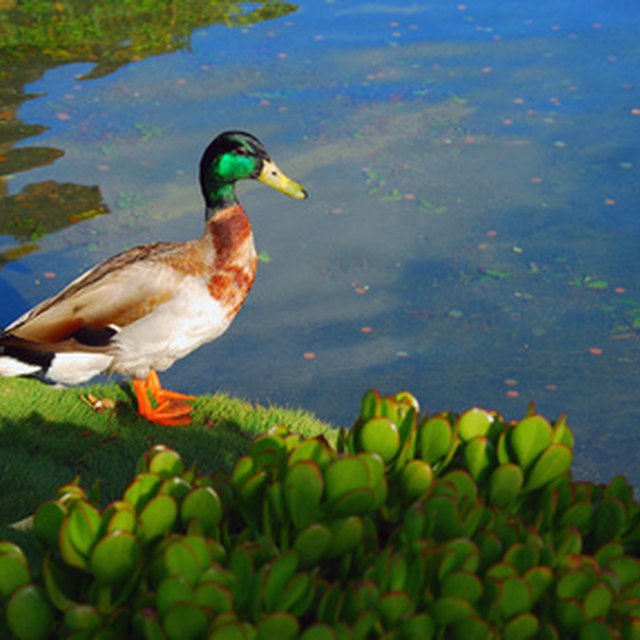 activities-about-what-plants-live-in-the-ocean-for-preschool-sciencing