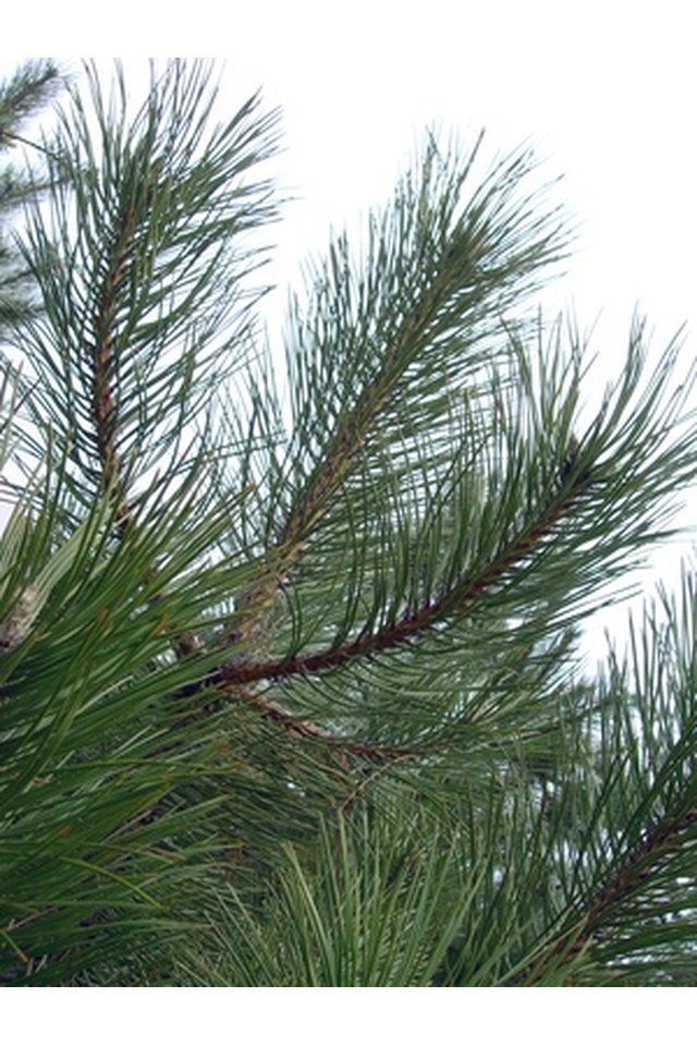 How to Start a Christmas Tree Farm & Its Tax Implications