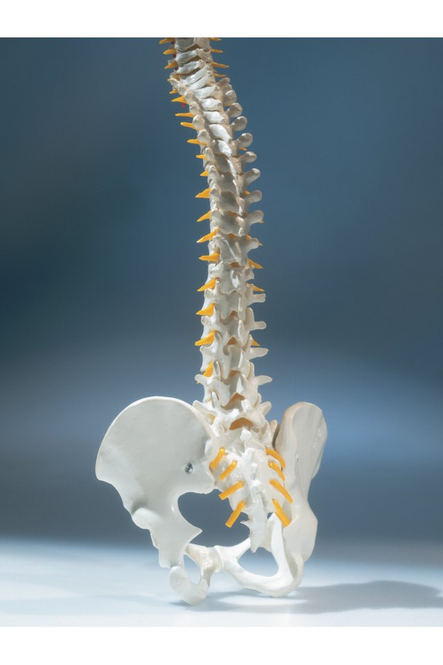 model of an upright human spine and pelvis