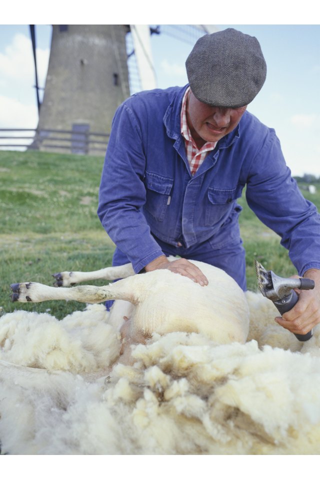 How to HandShear a Sheep Gone Outdoors Your Adventure Awaits