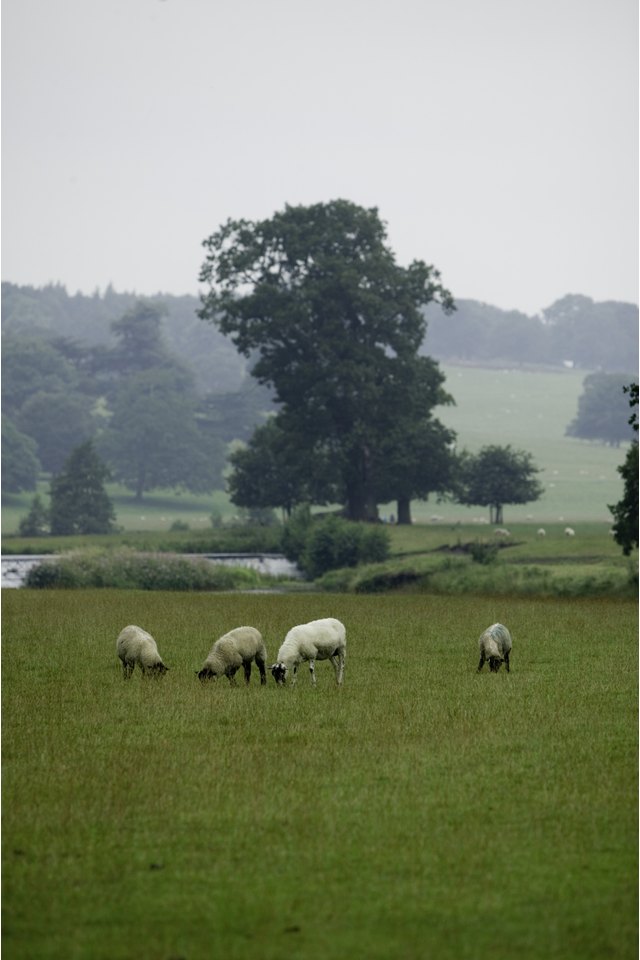 The Pasture Size for Sheep