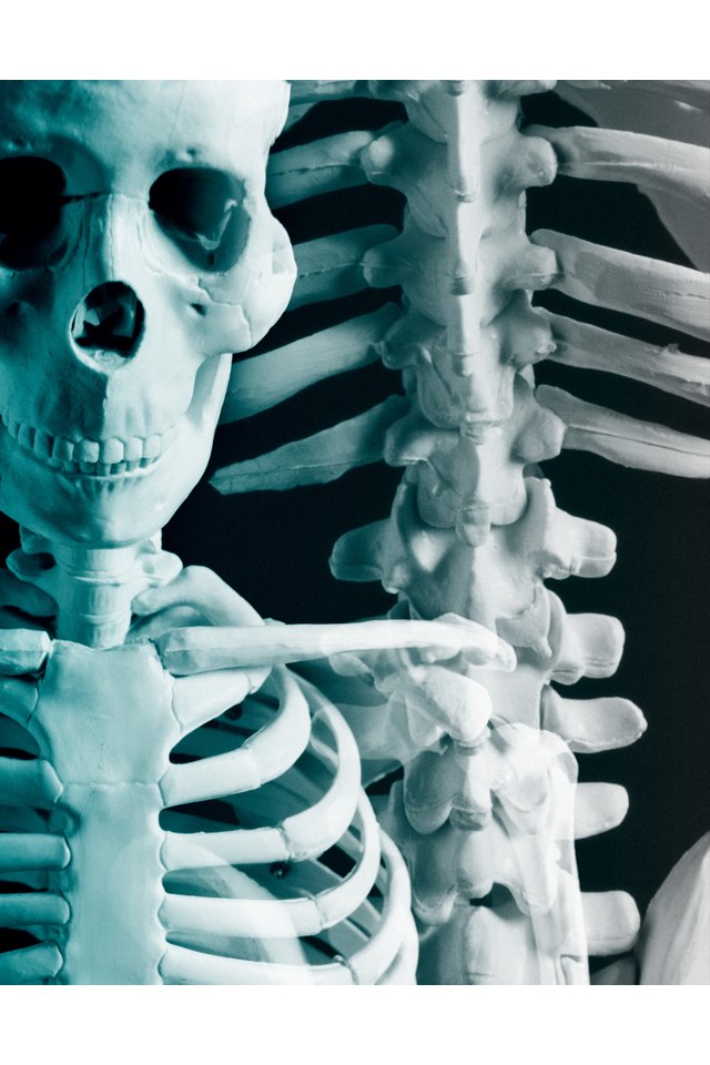 Montage of the Human Skeleton