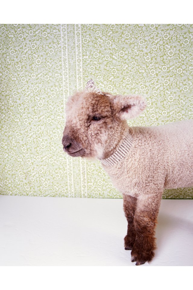 How to Wean an Orphan Sheep From Milk Replacer