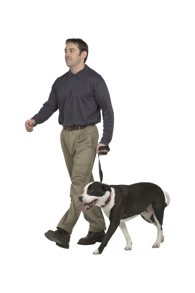 Young Caucasian Man Walking With A Pet Dog On A Leash