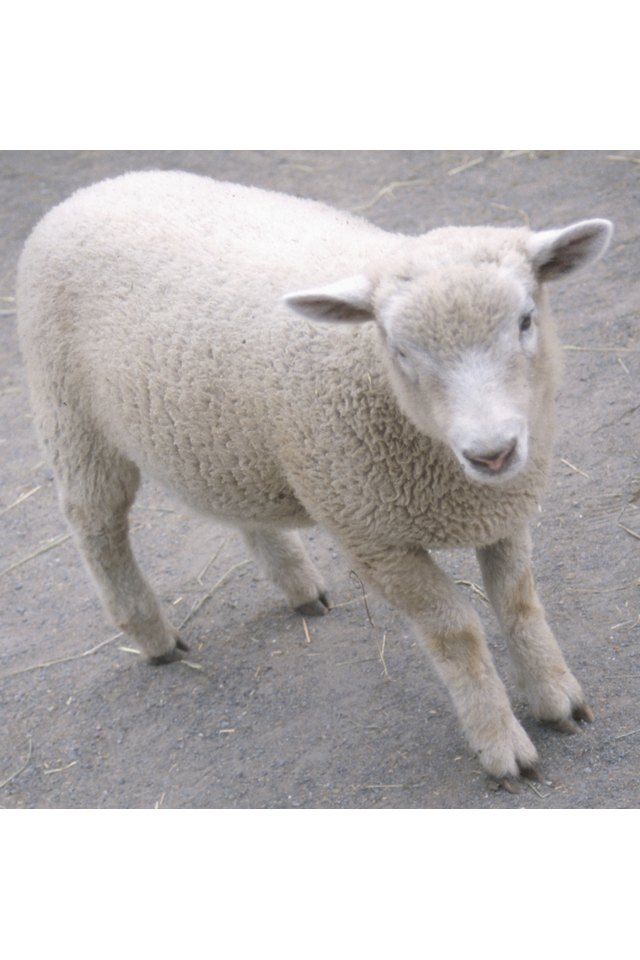 Grooming Sheep